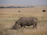 A White Rhinoceros Grazes on a Kenyan Savanna Photographie