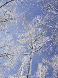 Snow-Covered Trees Photographic Print by Vlad Kharitonov
