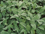 Lambs Ear Plants Photographie par Amy & Al White & Petteway