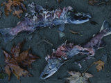 A Close View of Sockeye Salmon Carcasses after a Black Bear Feed Photographic Print