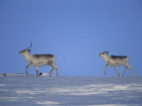 A Barren-Ground Caribou Calf Follows its Mother Across the Snow Photographic Print