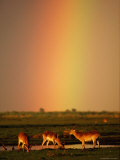 Impalas by a Water Hole with a Rainbow in the Background Photographic Print