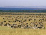 Hundreds of Plains Zebras and Wildebeests Graze on the Savanna Photographie