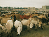 Cattle share living space with people in Dacca Stampa fotografica Cattle share living space with people in Dacca Stampa fotografica