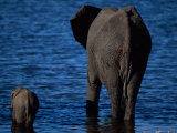 A Swimming African Elephant Photographic Print by Beverly Joubert