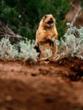 A Utah prairie dog vocalizing in Bryce Canyon National Park, Utah Lámina fotográfica A Utah prairie dog vocalizing in Bryce Canyon National Park, Utah Lámina fotográfica