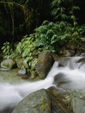 Time Exposure of a Little Brook Flowing over Rocks in a Rain Forest Photographic Print