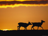 A Twilight View of Two Barren-Ground Caribou Walking Together Photographic Print