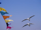 Gulls Fly over Colorful Flags in Bombay Photographic Print by Bill Ellzey