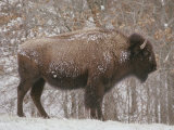 Buffalo in the Snow Photographie par Richard Nowitz