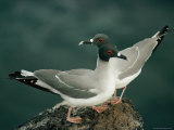 A Pair of Swallow-Tailed Gulls Perch on a Rock Photographic Print