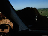 Picture of Bison Taken from Inside a Car Photographic Print