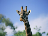 Portrait of a Giraffe Photographie