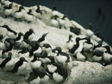 Murres in Their Rookery on Unst Photographie