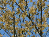 Close View of Witch Hazel Blossoms Photographic Print