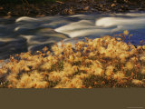 Feather-Like Dryas Plants Sprinkle the Ground Along Fire Creek Near the Inklin River Photographic Print by Raymond Gehman