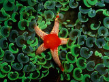 A Red-Tipped Starfish Walks Through a Mass of Anchor Coral Photographie par Wolcott Henry