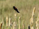 Red-Winged Blackbird Photographic Print