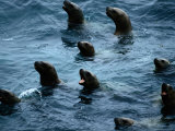 Steller Sea Lions Poke Their Heads Above the Water Photographic Print