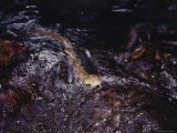 A King Cobra Swims Downstream Toward the Photographer Photographic Print