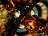 A View Looking Down on a Fu-Manchu Lionfish Photographic Print by Wolcott Henry