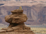 A Mountain Lion Walks Atop a Circular Rock Formation Photographic Print