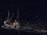 Sea Birds Follow a Fishing Boat Hoping for Any Leftovers Photographic Print by Medford Taylor