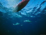 Sharks Swim under a Kayak Photographic Print