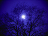 A Silhouette of a Tree with the Sun and a Brilliant Blue Sky Behind It Photographic Print by Todd Gipstein