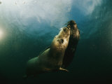 Two Seals Playing Together Underwater Photographic Print by Bill Curtsinger