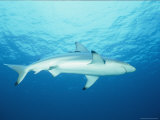 View of a Blue Shark Photographie