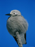A Clarks Nutcracker Perches on a Branch Photographie
