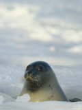 A Gray Seal Pops its Head out from Beneath the Ice Surface Photographic Print by Norbert Rosing