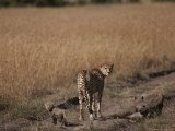 A Female Cheetah and Her Cubs on a Road Through a Savanna Photographie