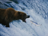 A Grizzly Bear Opens Wide for a Mouth Full of Salmon at the Brooks Falls Fishing Grounds Photographic Print