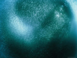 A Sea Lion Harasses a School of Fish Photographie