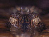 The Eyes of a Crocodile Seen Just Above Water Level Photographic Print by Mattias Klum