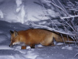 Arctic Fox Photographic Print