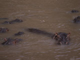 Hippopotamuses Swim in Muddy Water Photographie