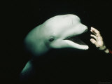 A Hand Reaches out to Touch a Beluga Whale Photographie