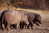 Hippopotamuses with Birds Walk Near a Water Hole Photographic Print