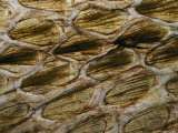 A Close View Detailing the Pattern of a King Cobras Scales Photographic Print
