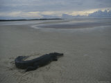 A Saltwater Crocodile Seeks Warmth on a Sandbar Near Shelburne Bay Photographic Print