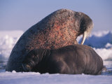 A Newborn Walrus Pup Rests with its Mother Photographic Print by Paul Nicklen