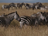 A Herd of Common Zebras on a Savanna Photographie
