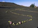 Morning Glory Vines Growing on Volcanic Ash in Krakatoa Crater Photographic Print