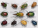 Various Kinds of Beetles Fotografie-Druck