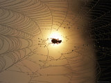 A Spider Web with a Trapped Insect Photographic Print