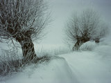 Two Trees in a Winter Scene Fotografisk trykk av Sisse Brimberg