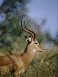Portrait of an Impala Photographic Print